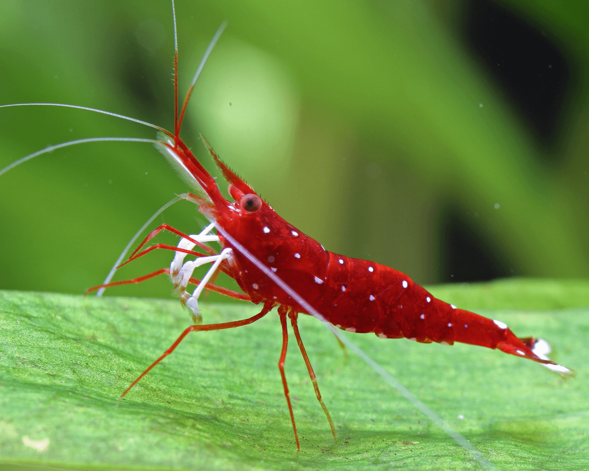 Sulawesi Cardinal Shrimp (Caridina dennerli)